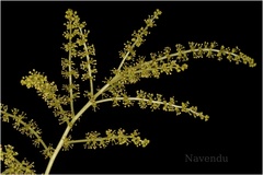 Tetrameles nudiflora